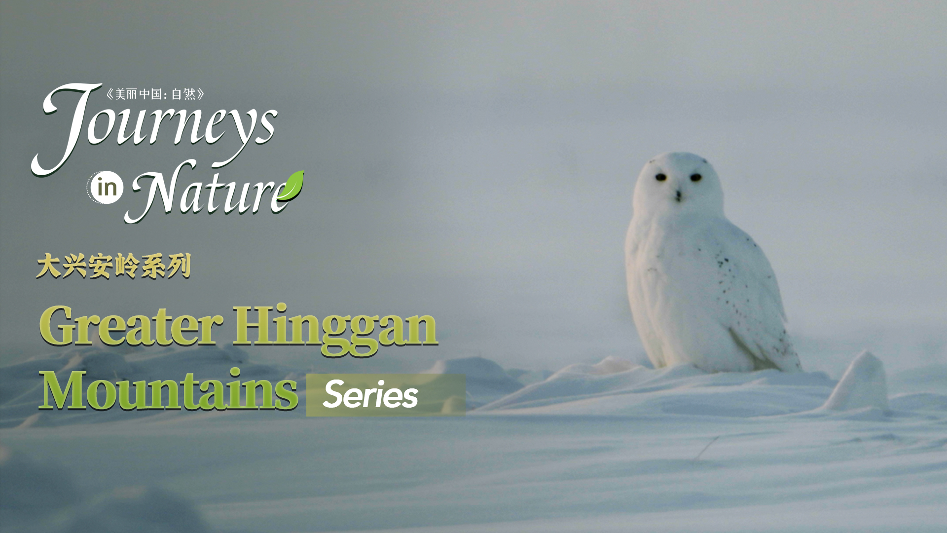 CGTN Nature presents 'Journeys in Nature: The Greater Hinggan Mountains Series'