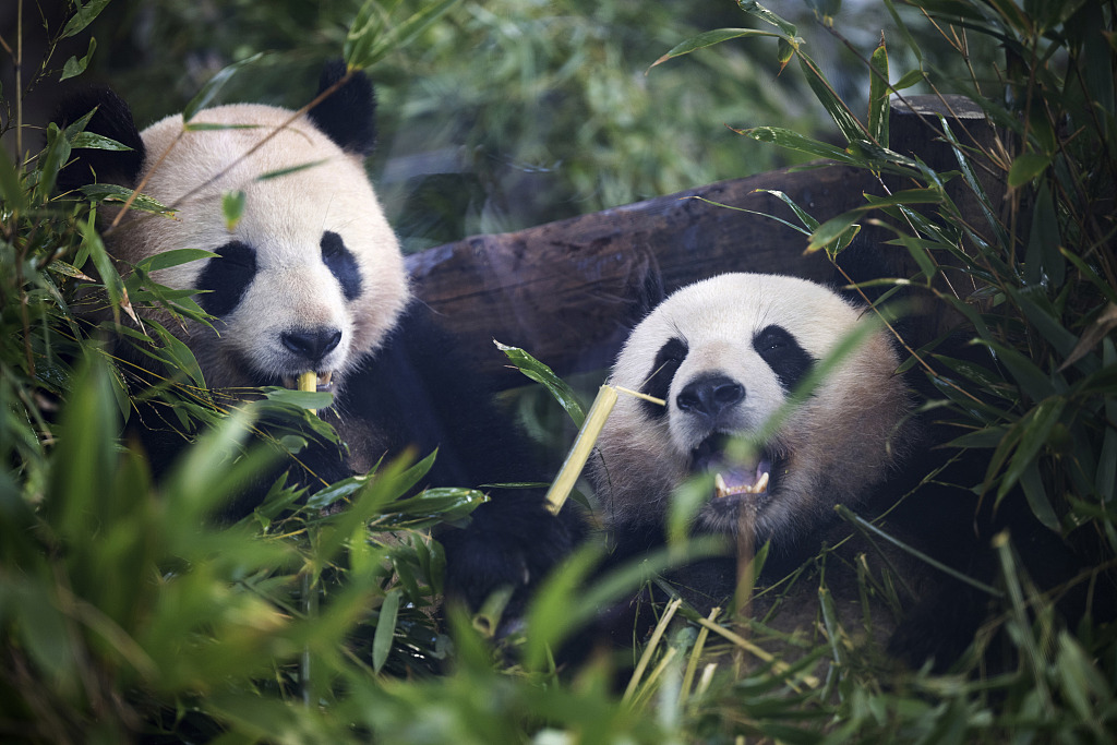 Giant pandas Meng Xiang (right) and Meng Yuan - known locally by their German names Pit and Paule - sit in their enclosure at Berlin Zoo in Germany on December 8, 2023. A farewell event was held for the giant panda twins at the zoo on Friday ahead of their scheduled return to China later this month. /CFP