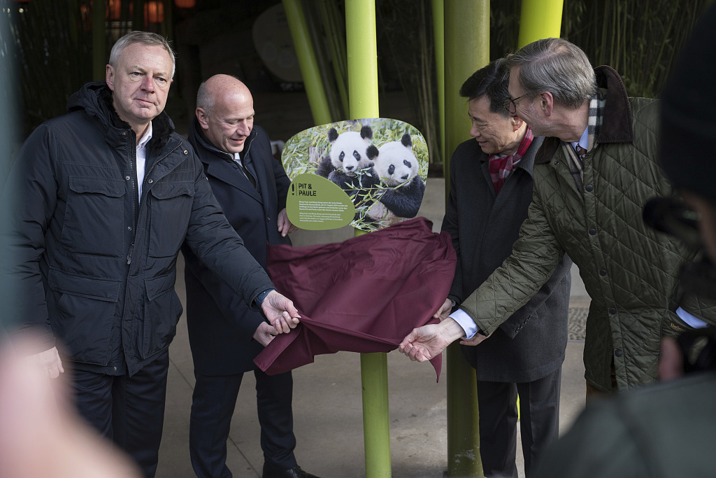 (From left to right) Chairman of the Supervisory Board of Berlin Zoo Frank Bruckmann, Governing Mayor of Berlin Kai Wegner, Chinese Ambassador to Germany Wu Ken, and Berlin Zoo Director Andreas Knieriem unveil a commemorative plaque to the pandas Meng Xiang and Meng Yuan during a farewell event for the pandas at Berlin Zoo in Germany on December 8, 2023. /CFP