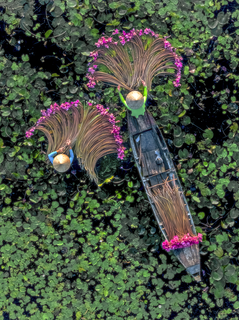 Workers harvest water lilies in the Moc Hoa district of Long An province in Vietnam on November 17, 2023. These colorful, edible flowers are also a local delicacy. /CFP