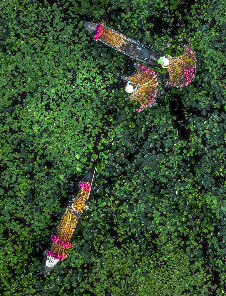 Workers harvest water lilies in the Moc Hoa district of Long An province in Vietnam on November 17, 2023. These colorful, edible flowers are also a local delicacy. /CFP