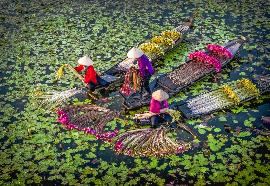 Workers harvest water lilies in the Moc Hoa district of Long An province in Vietnam on November 17, 2023. These colorful, edible flowers are also a local delicacy. /CFP