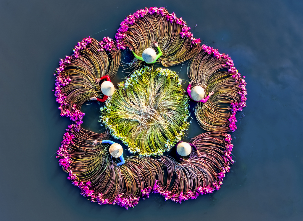 Workers harvest water lilies in the Moc Hoa district of Long An province in Vietnam on November 17, 2023. These colorful, edible flowers are also a local delicacy. /CFP