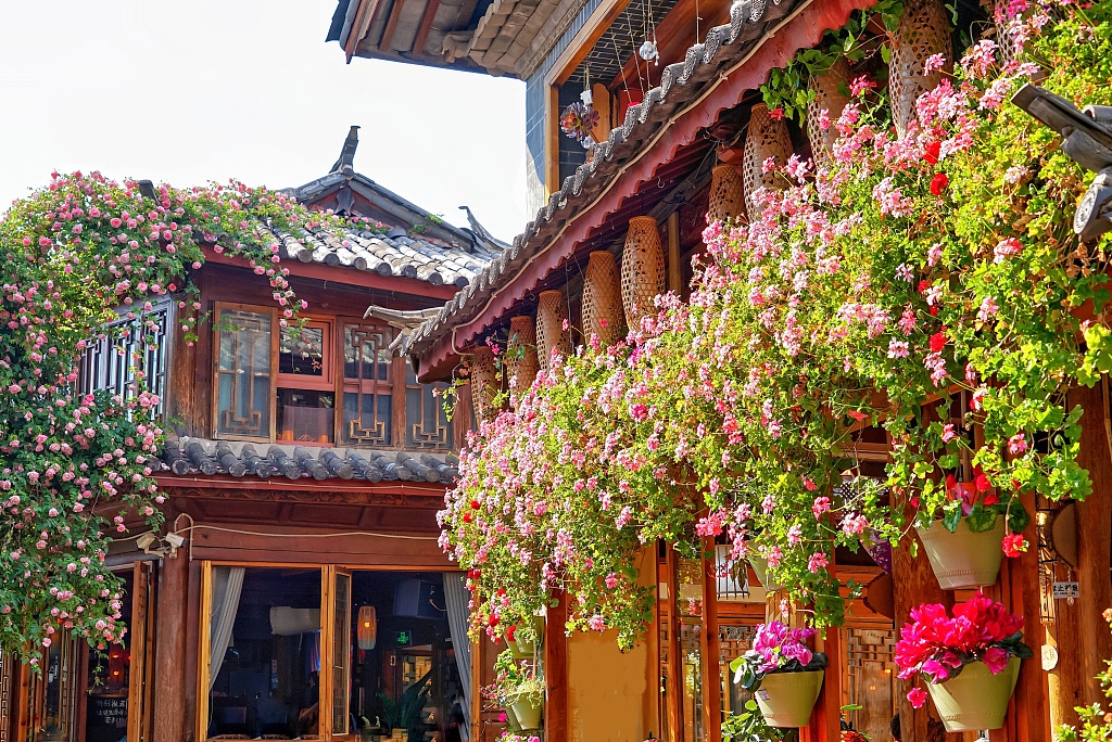 Blooming flowers adorn the Old Town of Lijiang in southwest China's Yunnan Province, May 28, 2023. /CFP