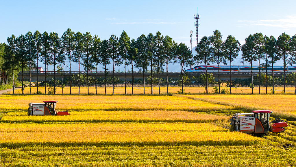 Harvesting rice in Jinhua City, east China's Zhejiang Province, November 19, 2023. /CFP