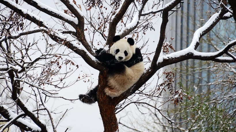 A giant panda sits in a tree at a zoo in Beijing on December 11, 2023. /IC