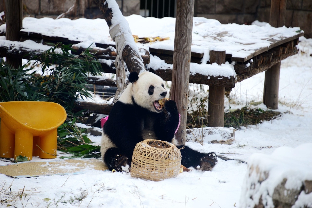 A photo shows a giant panda having a snack amid the snow at a zoo in Beijing on December 11, 2023. /IC