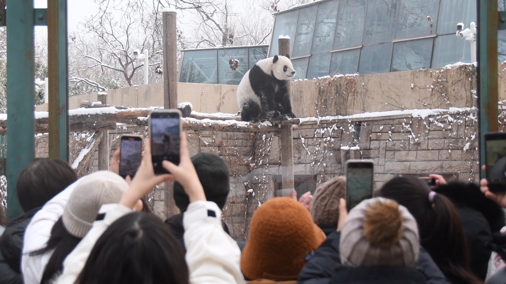 Visitors snap photos of a panda at a zoo enclosure in Beijing on December 11, 2023. /IC