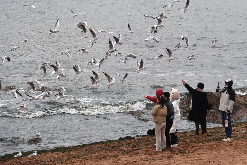 Visitors admire gulls in Qingdao, Shandong Province on December 11, 2023. /CFP