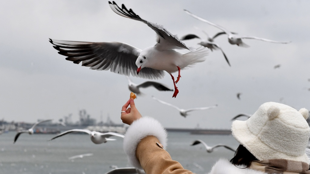 A photo shows a gull descending on a snack offered by a visitor in Qingdao, Shandong Province on December 11, 2023. /CFP