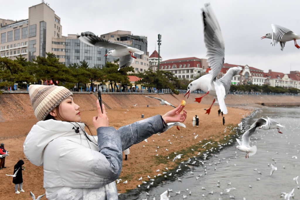 A photo shows a gull descending on a snack offered by a visitor in Qingdao, Shandong Province on December 11, 2023. /CFP