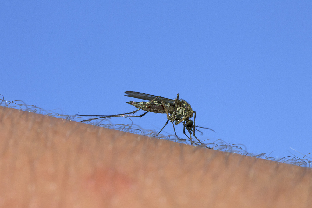 Según el informe, en un escenario de calentamiento, el Reino Unido sería apto para nuevos mosquitos domésticos en las décadas de 2040 y 2050.  /PPC