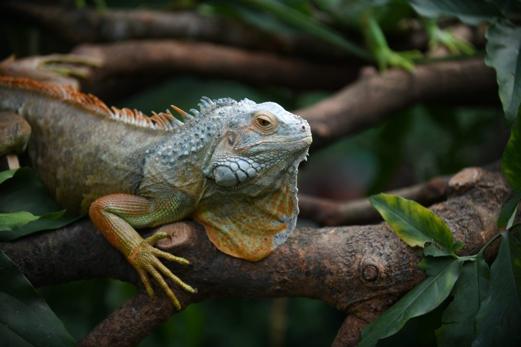 Komodo dragons make debut at Guangzhou zoo - CGTN