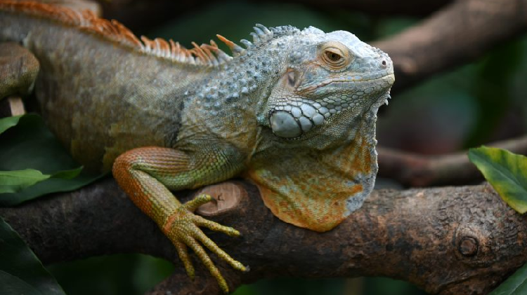 Komodo dragons make debut at Guangzhou zoo - CGTN