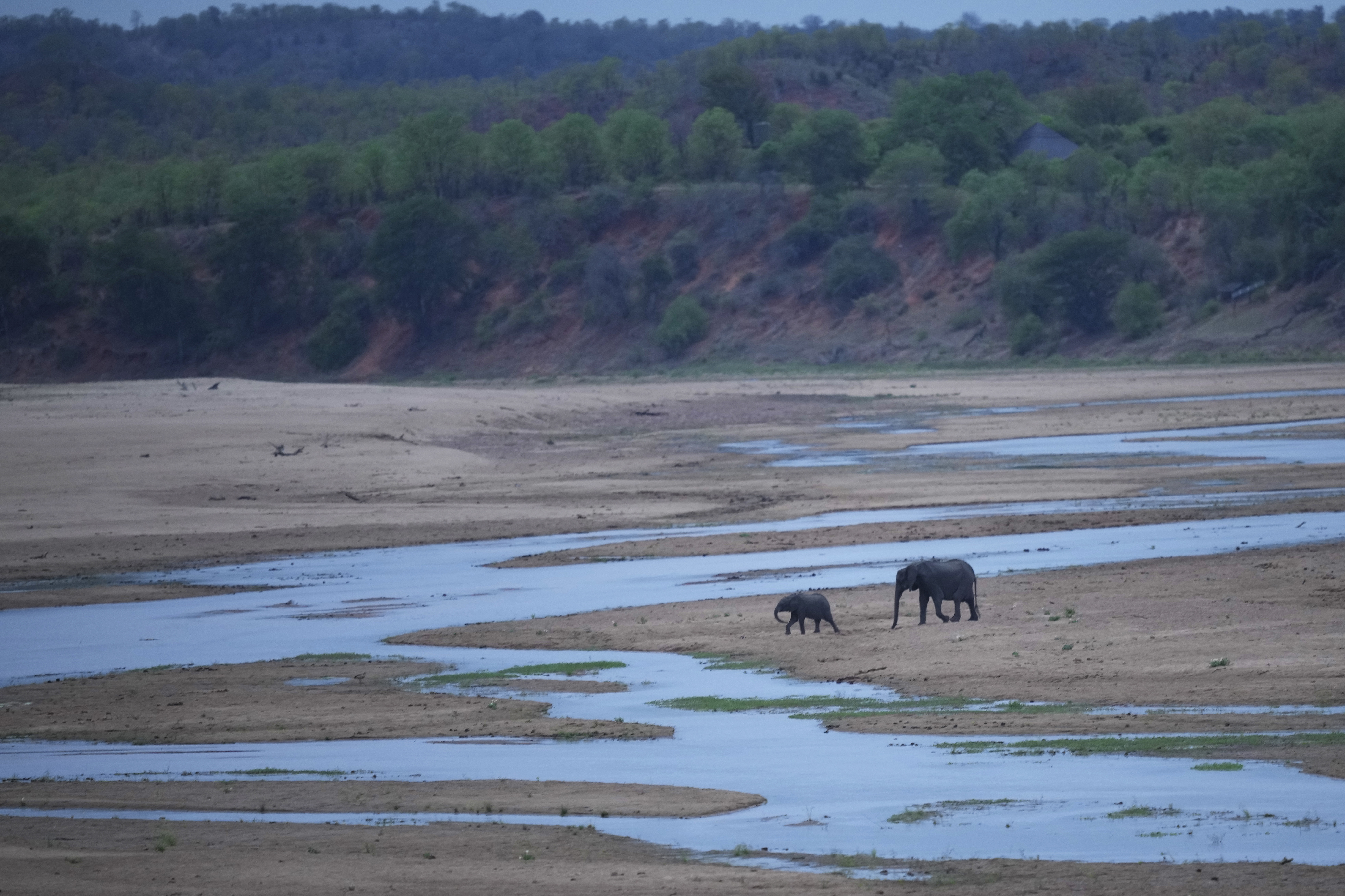 An elephant guides its calf to a stream in Gonarezhou National Park, Zimbabwe, October 29, 2023. /AP