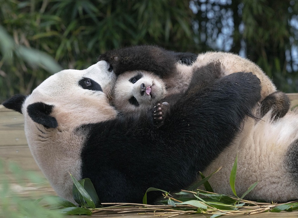 Giant panda Ai Bao, cub Fu Bao, at Everland Resort, South Korea on January 3, 2021. /CFP