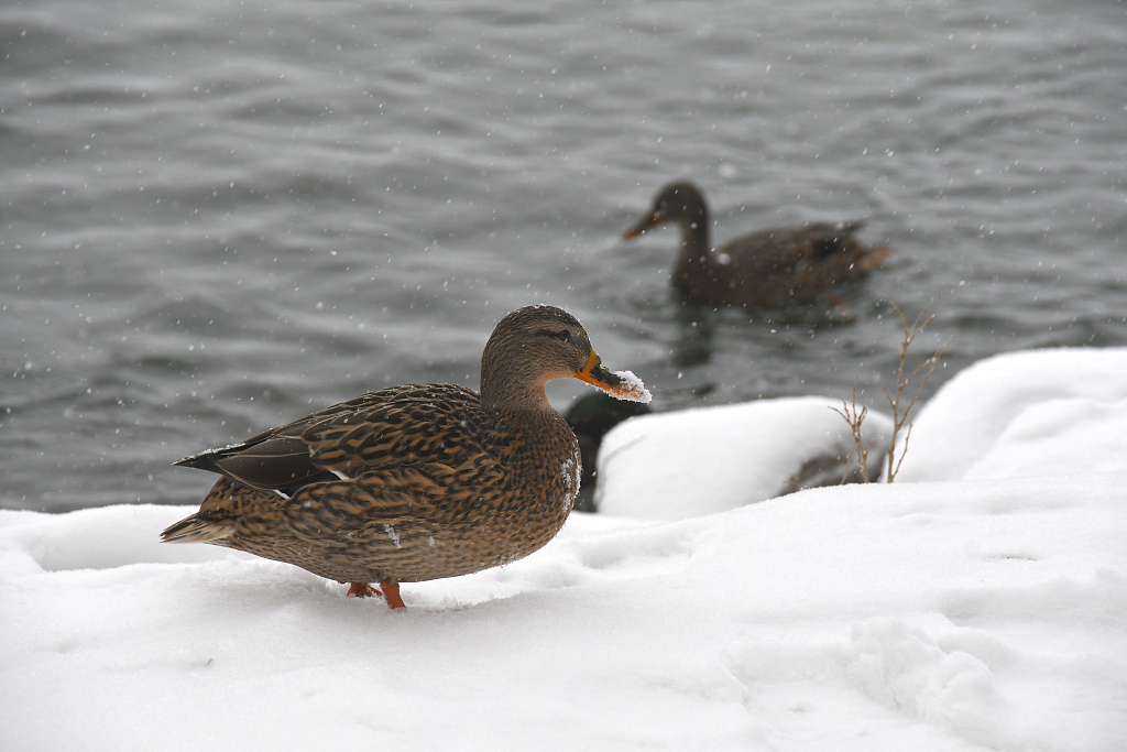 Birds relax along the shore of the Summer Palace after heavy snowfall in Beijing, December 13, 2023. /CFP