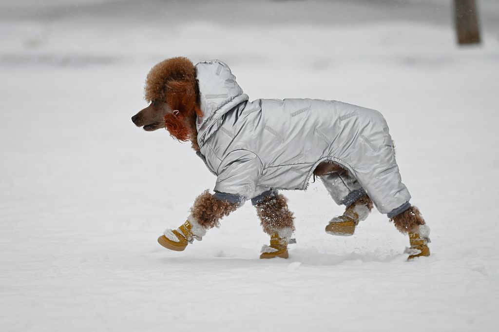 Walking on a snowy day in Beijing, China, December 14, 2023. /CFP 