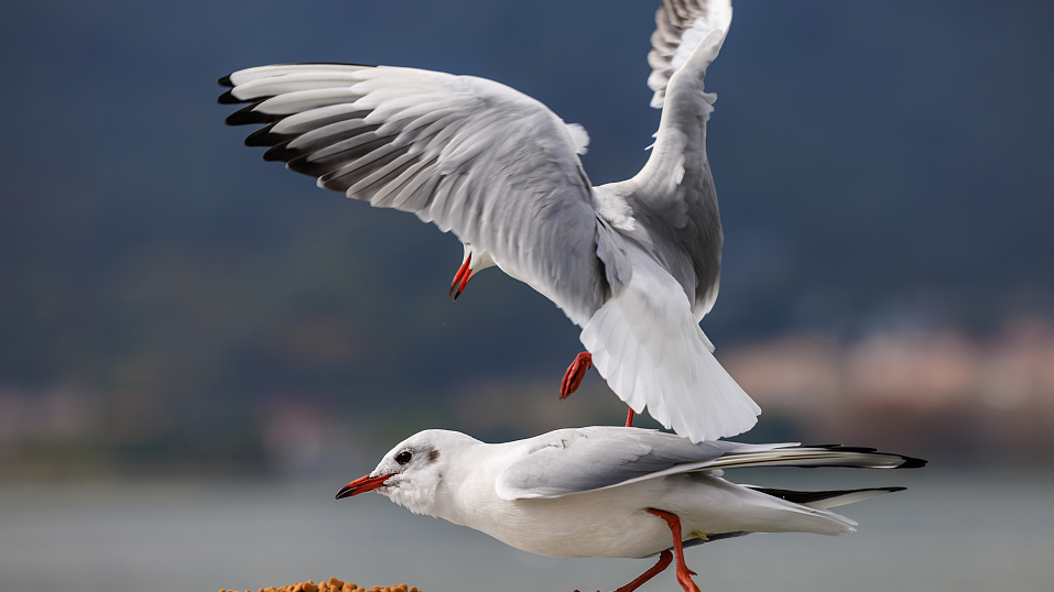 Live: Major wintering habitat for black-headed gulls in SW China