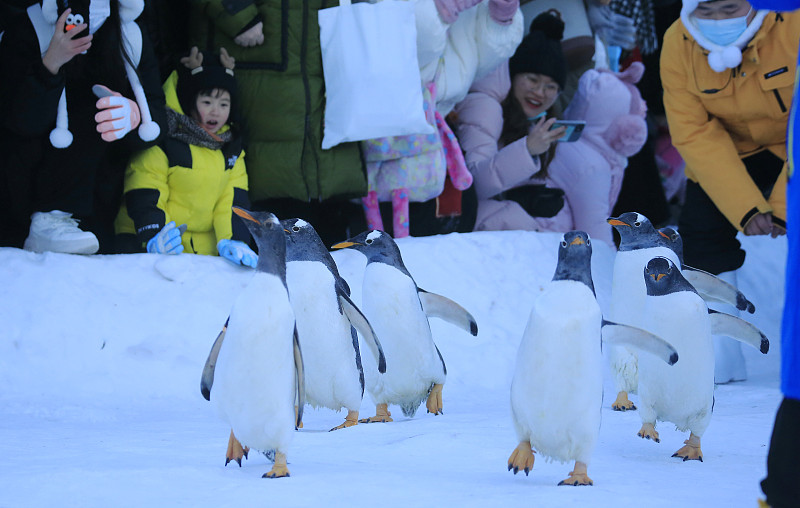 Penguins meet the public at Harbin Polar Park in Harbin, Heilongjiang Province, December 9, 2023. /CFP