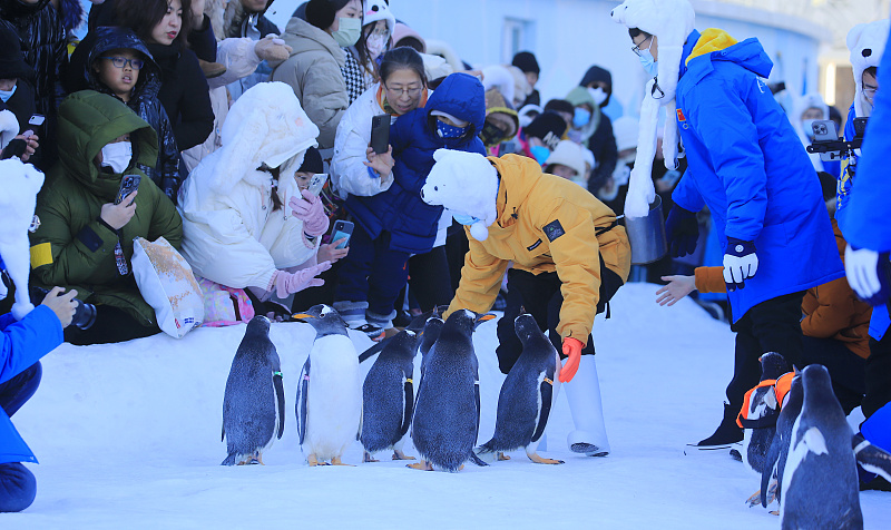 Penguins meet the public at Harbin Polar Park in Harbin, Heilongjiang Province, December 9, 2023. /CFP