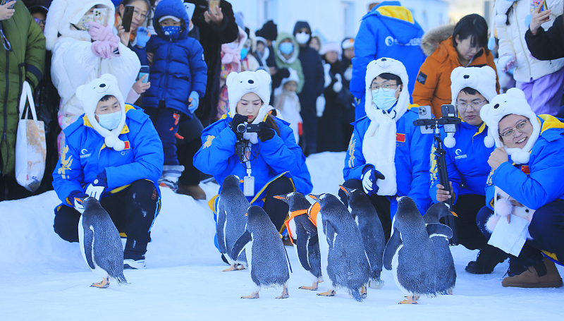 Penguins meet the public at Harbin Polar Park in Harbin, Heilongjiang Province, December 9, 2023. /CFP