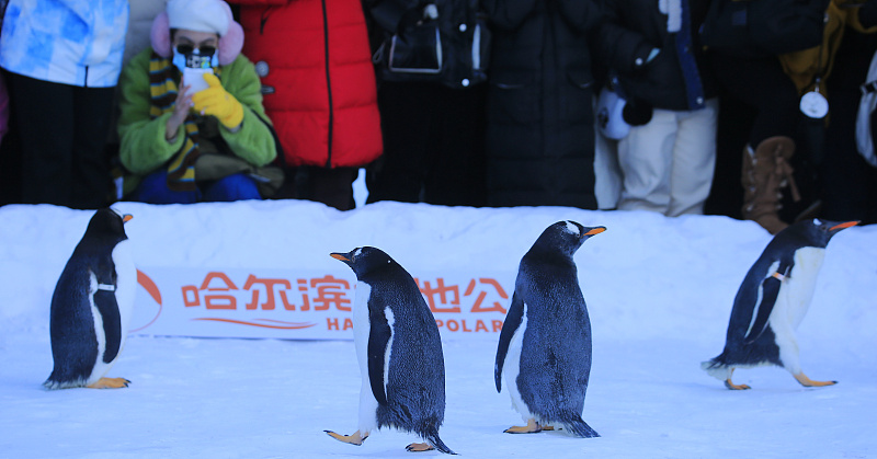 Penguins meet the public at Harbin Polar Park in Harbin, Heilongjiang Province, December 9, 2023. /CFP