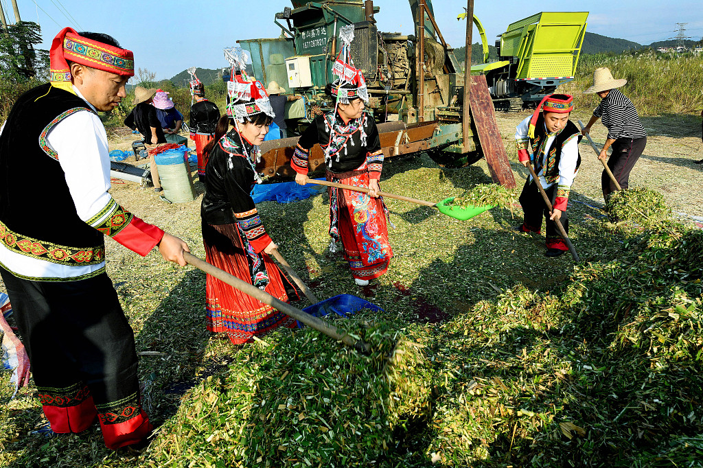 Government officials in traditional ethnic costumes harvest and process livestock fodder with local farmers in Dexing, east China's Jiangxi Province,  November 6, 2023. /CFP