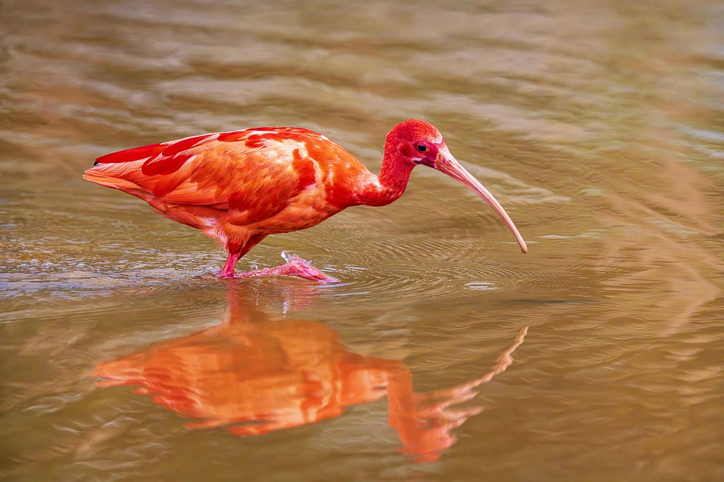 A scarlet ibis forages at a wetland in Nanning, south China's Guangxi Zhuang Autonomous Region on December 10, 2023. /CFP