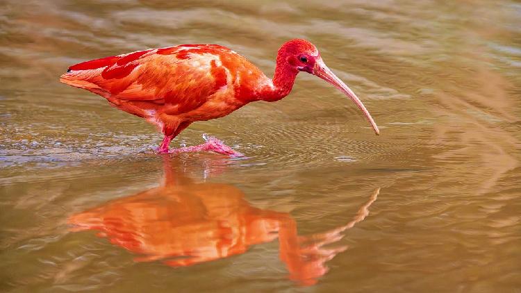 ‘World’s reddest bird’ spotted in Nanning