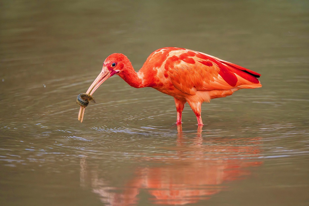A scarlet ibis forages at a wetland in Nanning, south China's Guangxi Zhuang Autonomous Region on December 10, 2023. /CFP