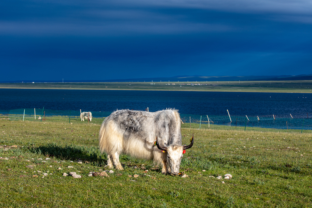 A domestic yak. /CFP