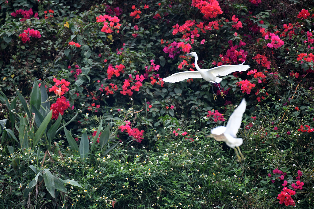 Egrets glide over the Nanhu Park in Nanning, south China's Guangxi Zhuang Autonomous Region, on November 15, 2022. /CFP
