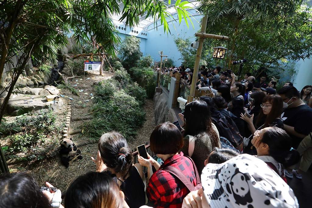 Photo taken on December 13, 2023 shows people taking photos of Le Le at the Mandai Wildlife Reserve in Singapore. /CFP