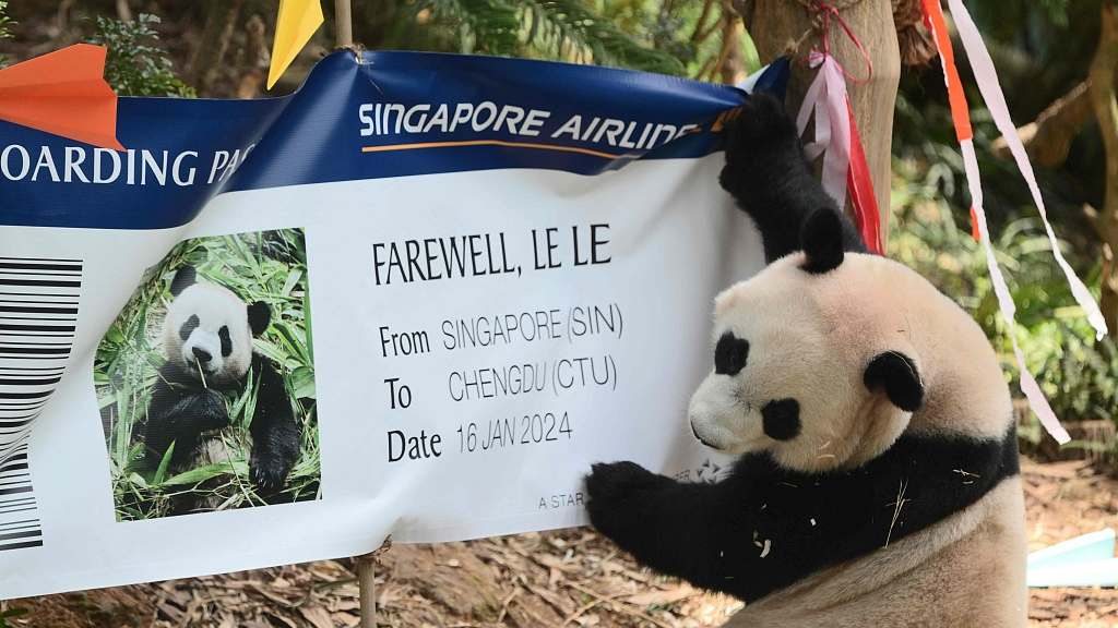 Photo taken on December 13, 2023 shows two-year-old panda cub Le Le attending his farewell event at the Mandai Wildlife Reserve in Singapore. /CFP
