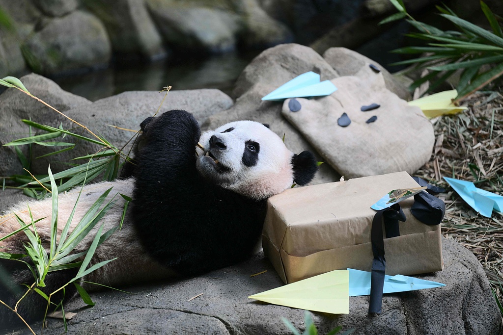 Photo taken on December 13, 2023 shows two-year-old panda cub Le Le attending his farewell event at the Mandai Wildlife Reserve in Singapore. /CFP