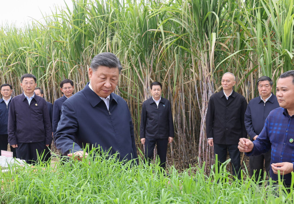 Xi Jinping, general secretary of the CPC Central Committee, inspects a sugarcane base in Laibin, south China's Guangxi Zhuang Autonomous Region, December 14, 2023. /Xinhua