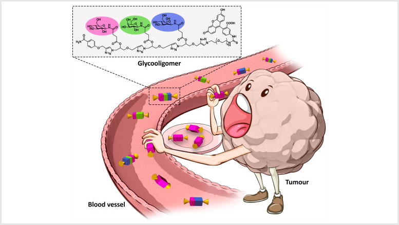 Diagram illustrating the selective uptake of glycooligomers by tumor. /Cell Reports Physical Science