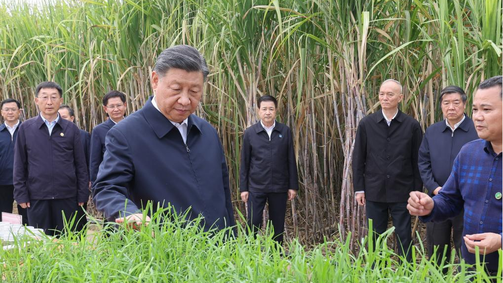 Xi Jinping, general secretary of the Communist Party of China Central Committee, inspects a sugarcane base in Laibin, south China's Guangxi Zhuang Autonomous Region, December 14, 2023. /Xinhua