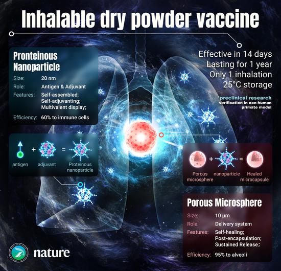 An illustration introduces the inhalable dry powder vaccine. /IPE under CAS
