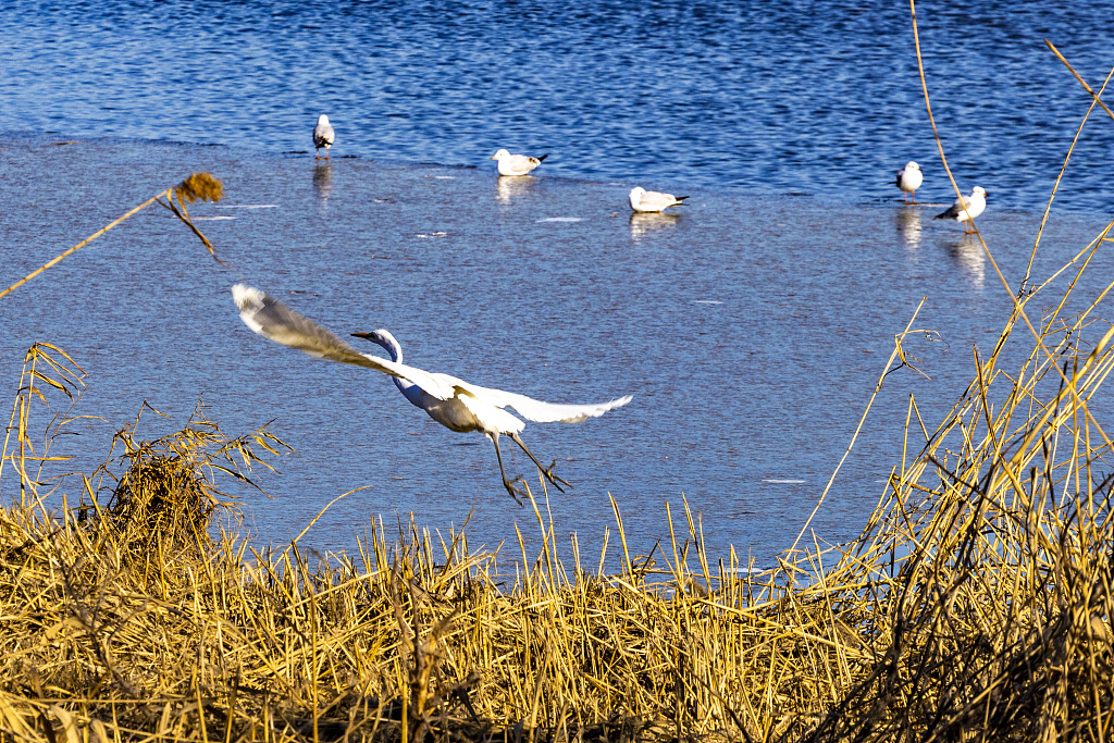 Wintering birds in Qilihai Wetland in Ninghe District of north China's Tianjin Municipality. /CFP