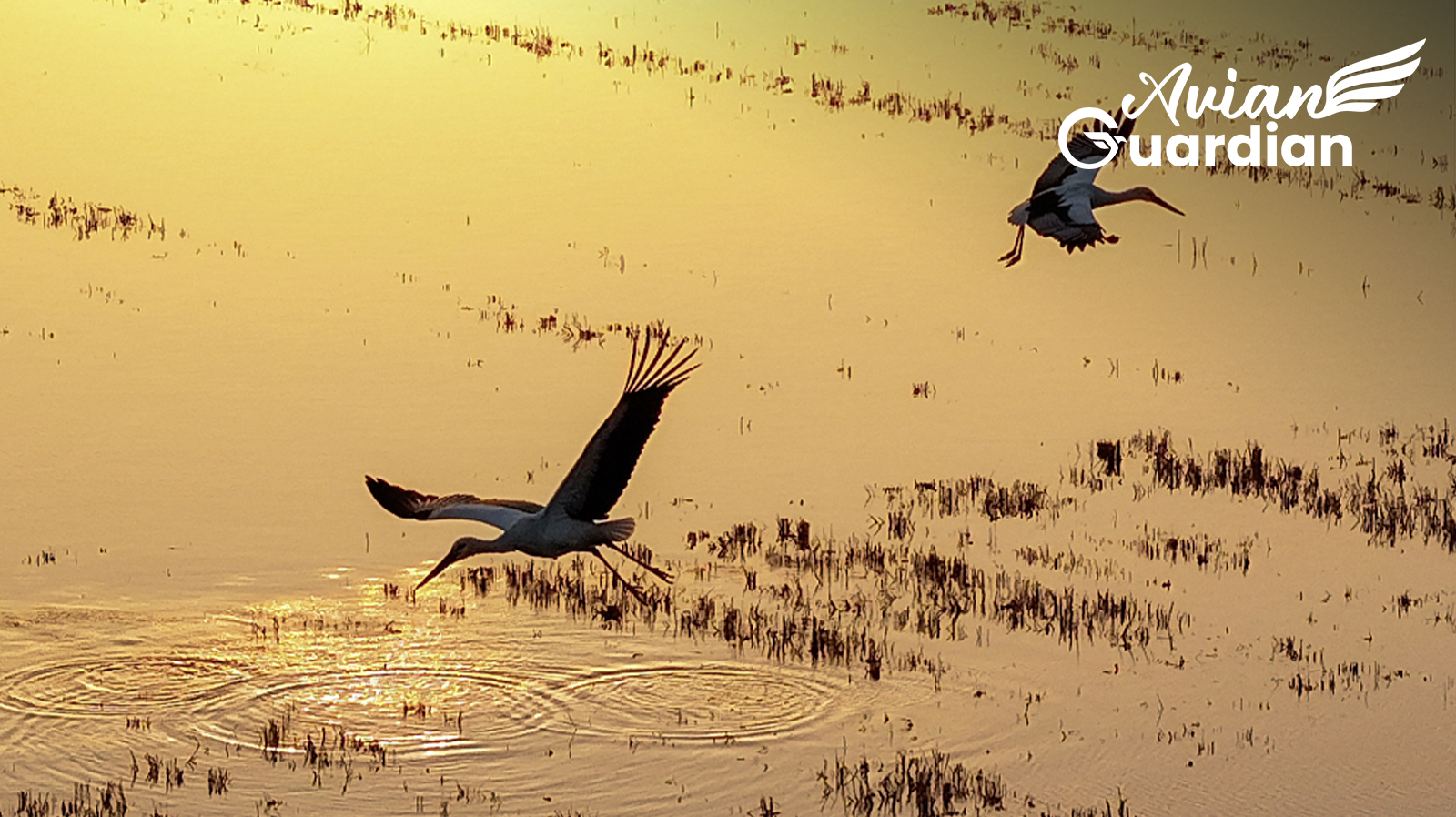 Protection of wintering grounds for migratory birds underway in China