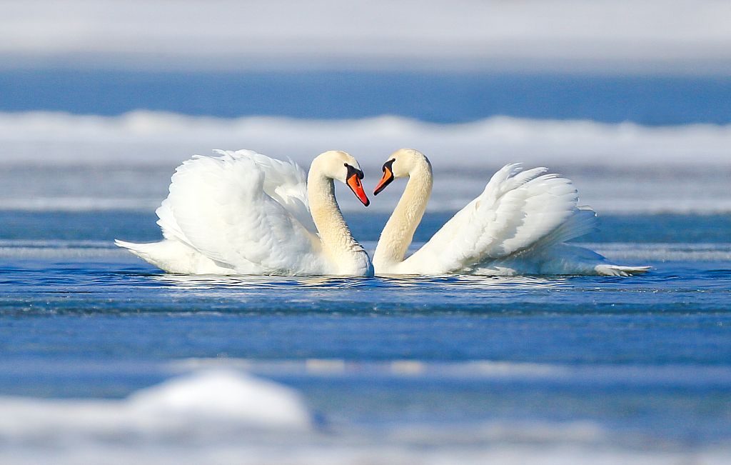 Mute swans swim in pair in the Yellow River ancient channel in east China's Shandong Province. /CFP