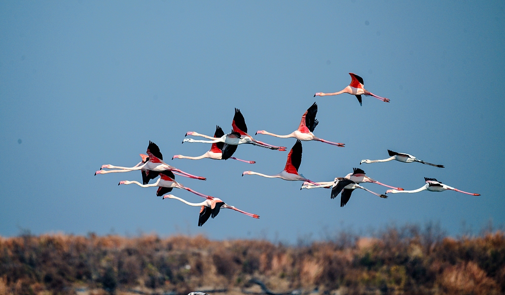 Flamingos soar over the Dongtai Tiaozini Wetlands in Yancheng City of east China's Jiangsu Province on December 8, 2023. /CFP