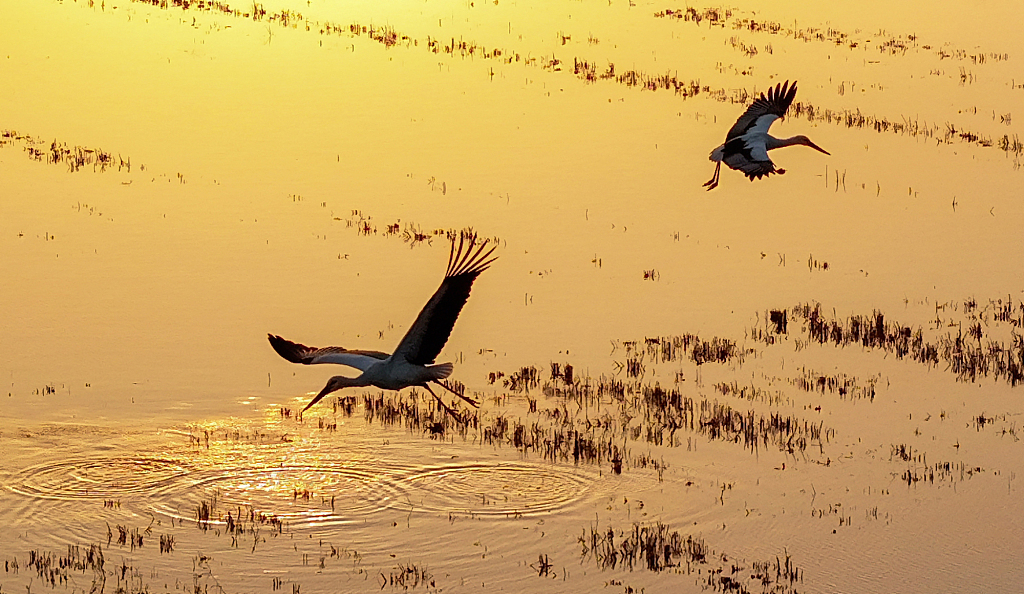 Two oriental storks fly in a crab pond in Suqian City, east China's Jiangsu Province. /CFP