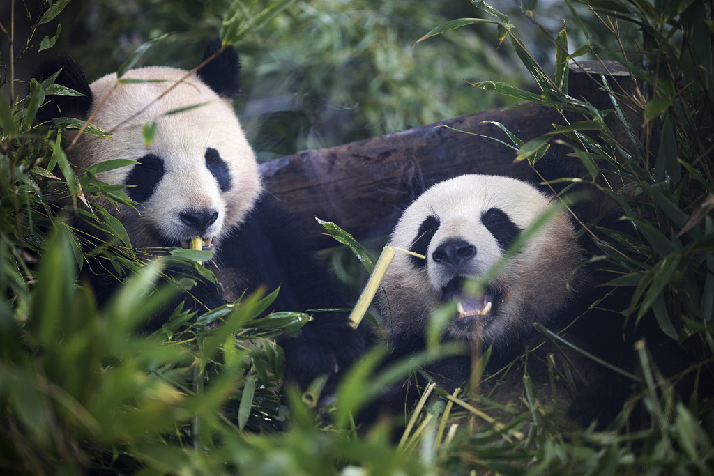 The panda twins sit in their enclosure during a farewell ceremony for the panda bears, at Berlin zoo, December 8, 2023. /CFP