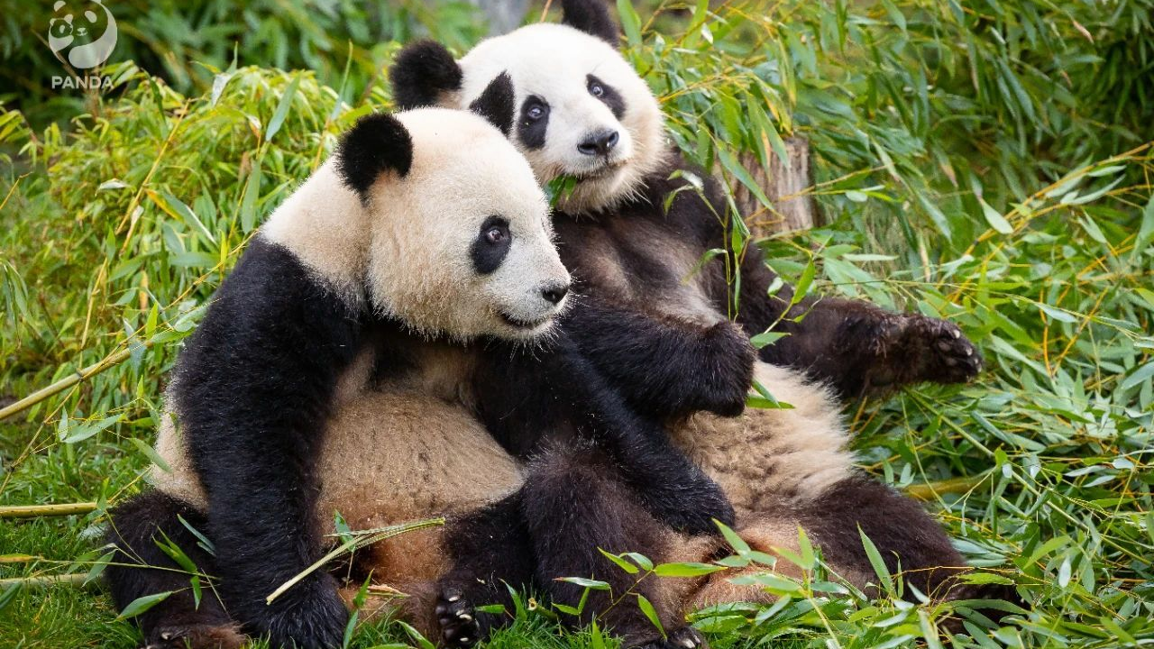 First twin pandas born in Germany return to China