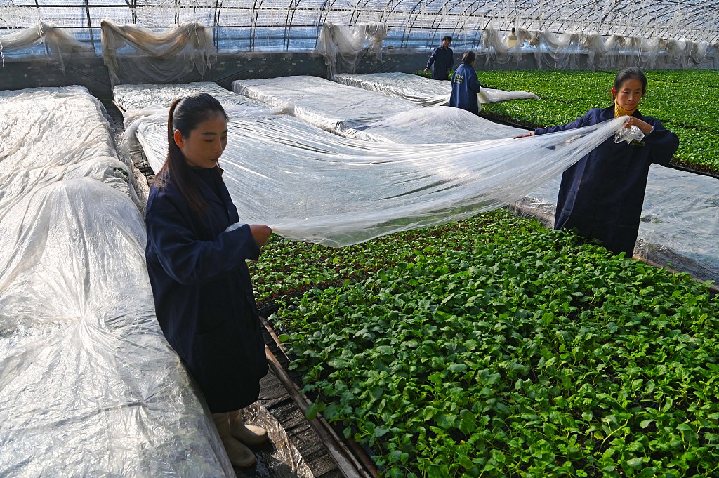 Workers cover a greenhouse with plastic film to keep it warm, Shandong Province, China, December 17, 2023. /CFP