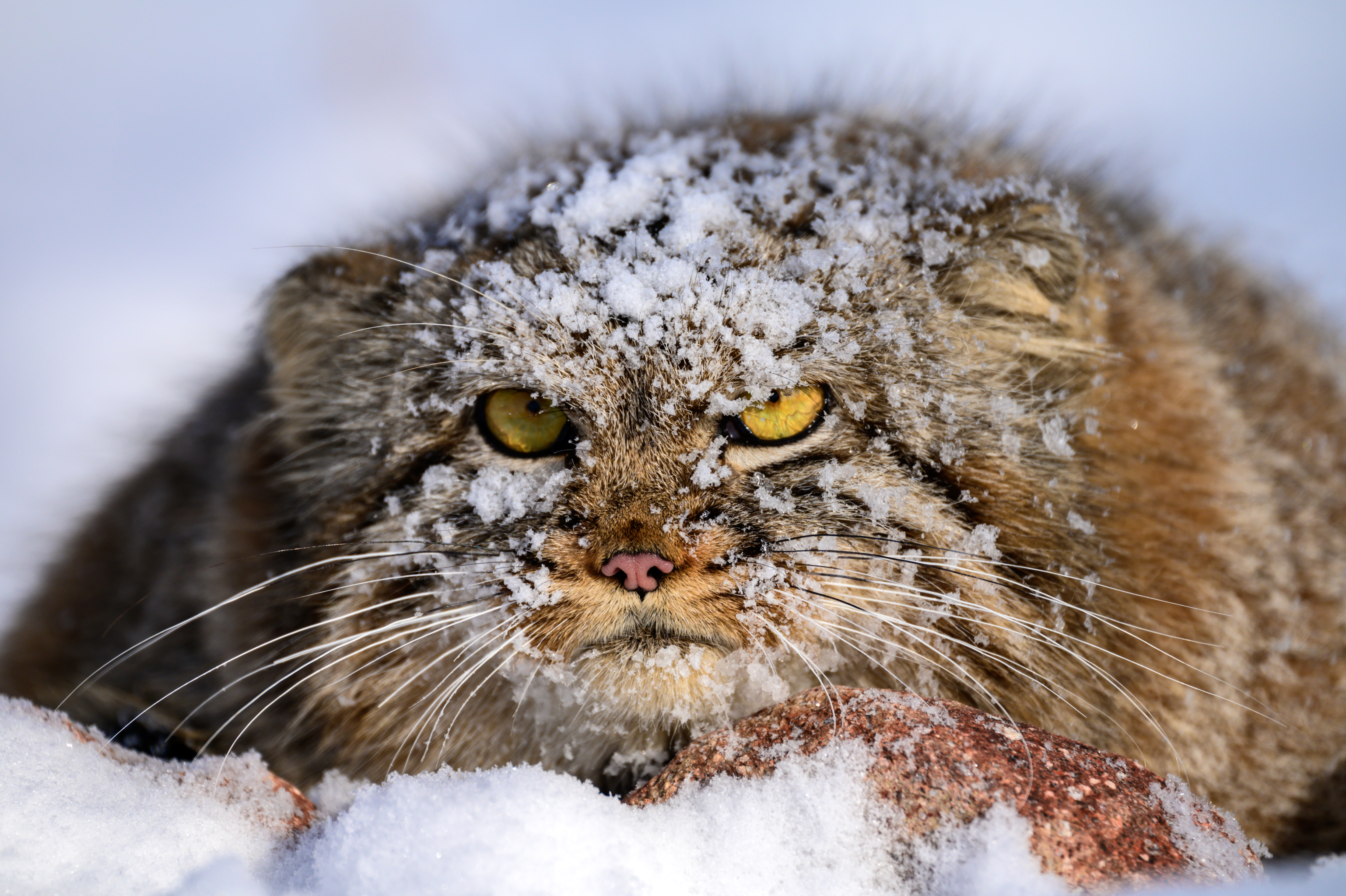 Cute! Pallas's cat caught on camera in N China
