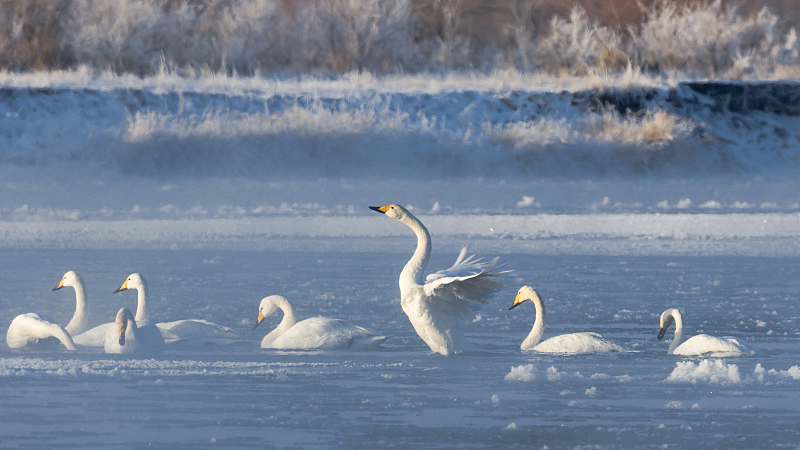 A flock of swans are spotted in the morning mist in Zhangye City, northwest China's Gansu Province, December 17, 2023. /CFP